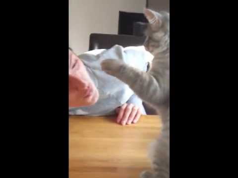 Bitch Slap from my cat