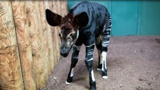 Newborn Okapi Named in Honor of Meghan Markle