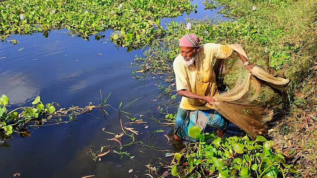 Amazing Village Net Fishing Videos - Cast Net Fishing by Old Fisherman - Traditional Net Fishing