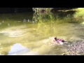 Foxy The Water Corgi