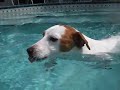 Jack Russell Swim Slow Motion 2x