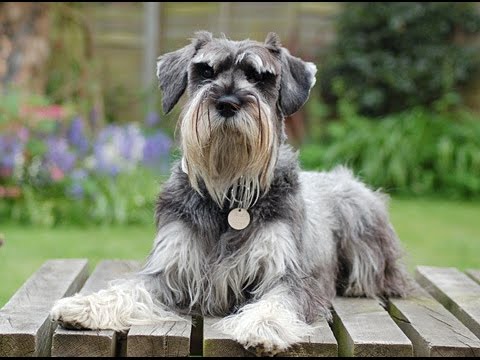 1st YouTube video about are schnauzer hypoallergenic