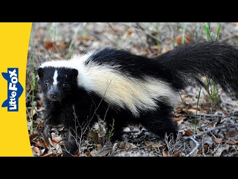 Meet the Animals | Skunk | Mammals | Wildlife Animals | Kindergarten
