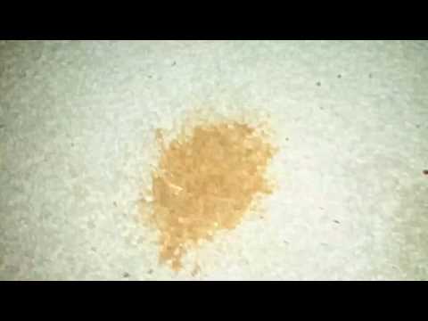 Remove Carpet Stains With LA's Totally Awesome Cleaner