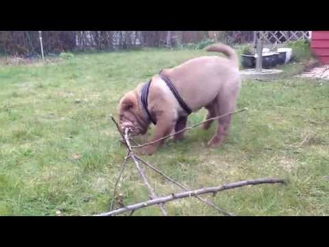 Malte (Shar pei) playing with a stick, part 3