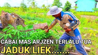 Download lagu MUDA BERPENDIDIKAN TINGGI MAS ARJZEN SETELAH BIKIN TANGGUL MULAI PETAK JALAN TANI mp3