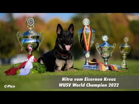 Winner WUSV World Championship 2022 Nitra of the Iron Cross - Nico Kertzinger