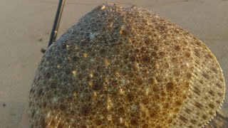 Ловля камбалы в черном море с берега на мясо