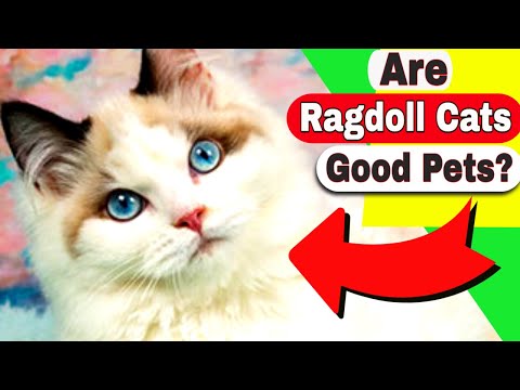 Ragdoll Cats Breed Personality - Why do Ragdoll Cats go limp?