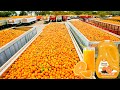 How Orange Juice Is Made In Factory | Fresh Orange Juice Factory Process