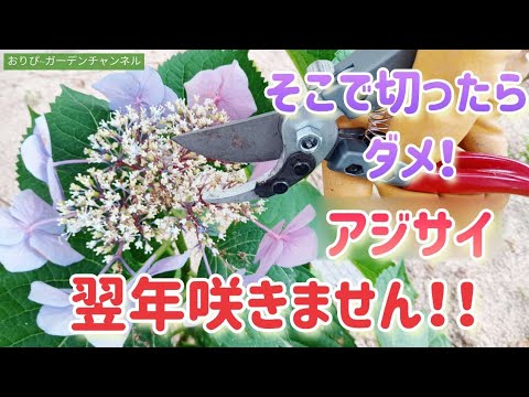 つる性のアジサイ、バニラ、ストロベリー、アナベル、パニキュラタから挿し木をする方法のビデオ