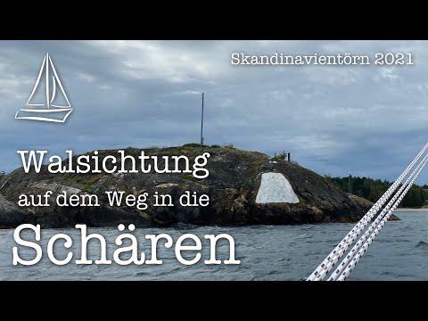 Walsichtung auf dem Weg in die Schären - Skandinavientörn 2021