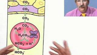 Biology  Carbon Dioxide Transport