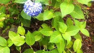 【アカペラで歌ってみた】雨と僕の話/back number【ノー編集】