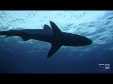 SeaScope 51 - No Bones