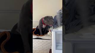 Video preview image #1 Mutt Puppy For Sale in Rockville, MD, USA