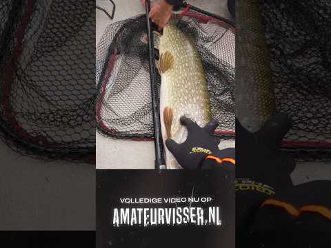 amateurvisser