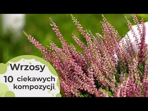 Wrzosy - 10 ciekawych kompozycji z wrzosami. Jak je sadzić i pielęgnować żeby długo kwitły?