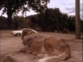 Scene Analysis Cujo 1983