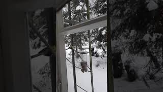 Lintujen talviruokinta