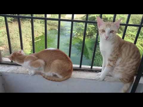 My love cats😂😂 Munna & munni