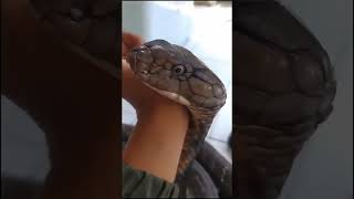 WHEN KING COBRA IS YOUR PET #snake #viral #snakes #indiansnake #snakesofindia #venomoussnake #shorts