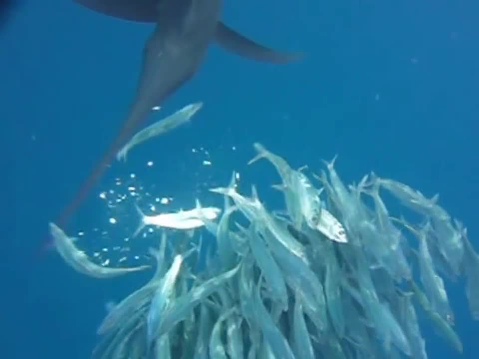 Sailfish Hunting Sardines (Normal & Slow Motion Attacks) - YouTube