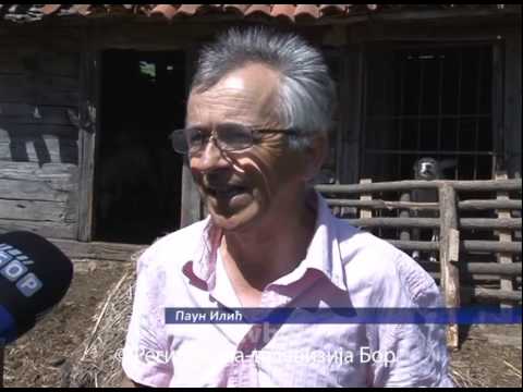 Ovčar iz Tande, 09. jun 2015. (RTV Bor)