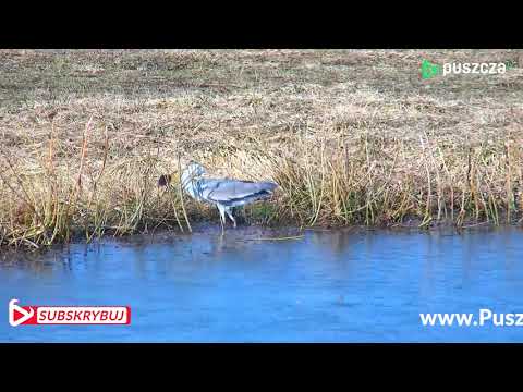 Zobacz jak poluje czapla❗️ - #PuszczaTV