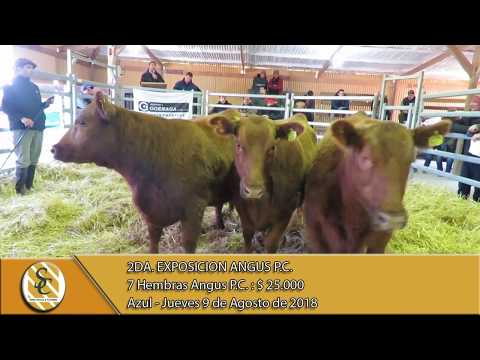 09-08-18 Venta de Hembras P.C. y MAS - 2° Exposicion Angus P.C. - Azul