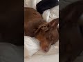 Hypnosis Puts Dog To Sleep
