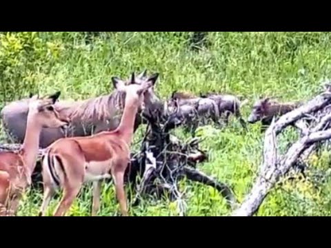 Warthog with 4 Piglets near the impala herd 12/23/ 25