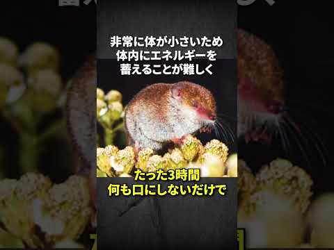 ドワーフトガリネズミについて詳しく解説