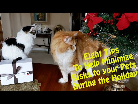 Eight Tips to Help Your Cat (Pets) Stay Safe During the Holidays