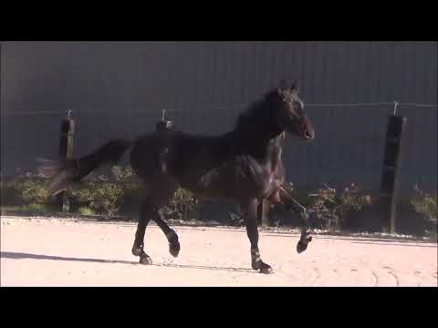 Taloubet's Pleasure Z:TALOUBET Z x FOR PLEASURE