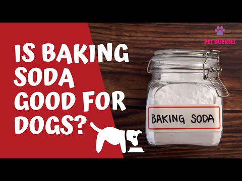 Is baking soda good for dogs? | What to do if my dog eats baking soda? | #petqueries