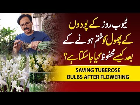 How to Save TUBEROSE Bulbs after Flowering | Gardening With Javed Iqbal
