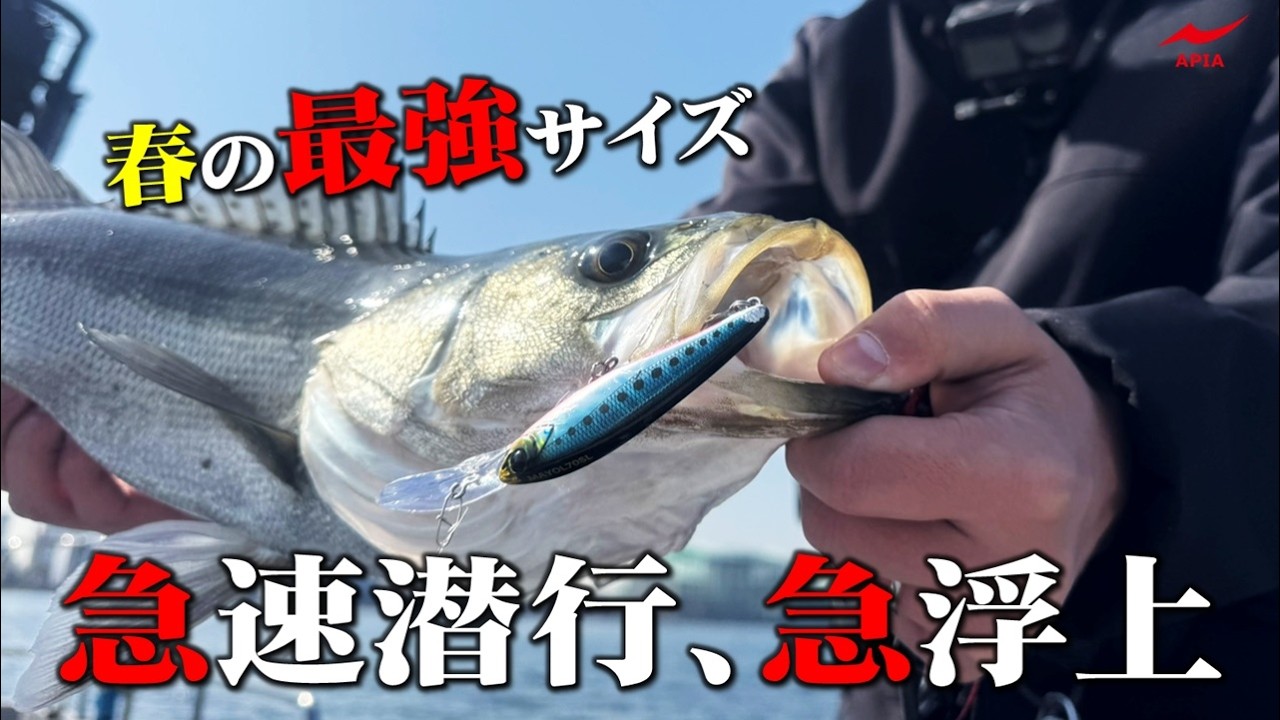 【春の最強サイズが登場！】マイヨール70SLでボートシーバスのルアー選びに終止符！