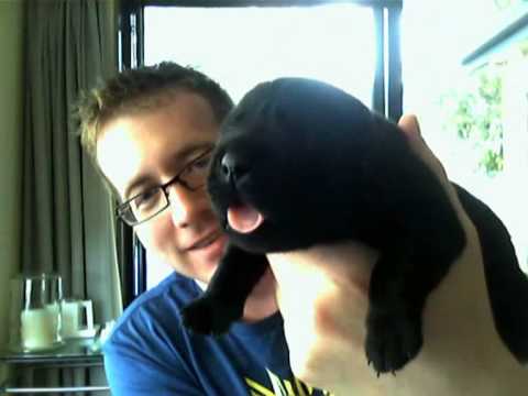 Puppies 1 week later