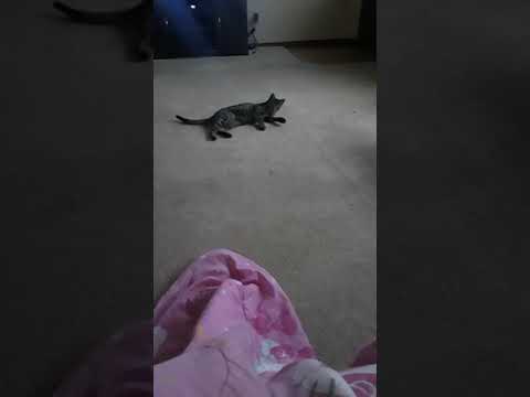 This my cats in the more