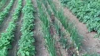 GARDEN UPDATE  MAY 31 2010 CUTTING ONIONS TO FREEZE