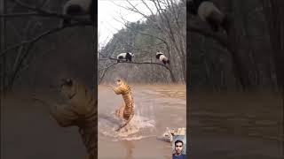 Download lagu Tiger aur Bhalu ki video #video #viral #animals mp3 Download lagu Tiger aur Bhalu ki video #video #viral #animals mp3