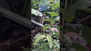 Download lagu kukurusukan mp3