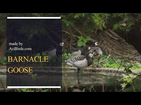 Bernikla bielolíca (Branta leucopsis) — Barnacle Goose charakteristika druhu