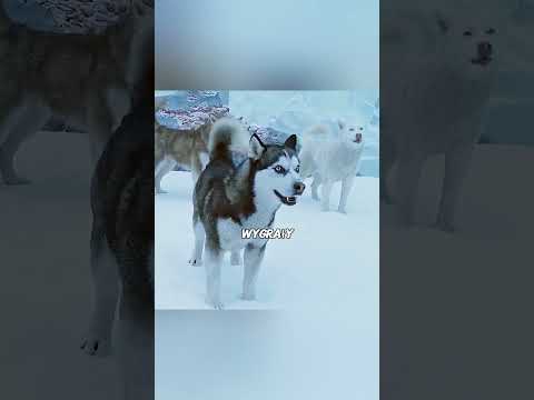 „Bohaterski Togo” #viral #shorts