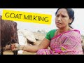 Goat S Milking