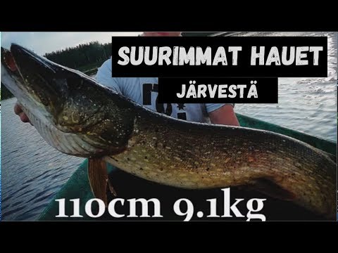 SUURIMMAT HAUET JÄRVESTÄ ! KAUSI 2018 4 Yli metrihaukea