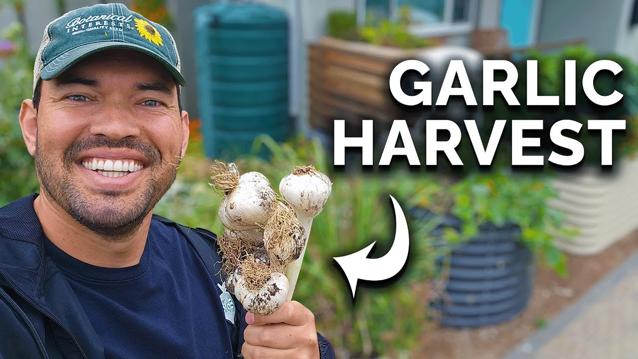 Harvesting & Curing This Year's Garlic! 🧄