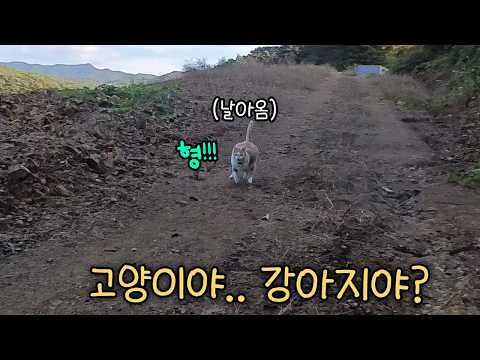 형 집사가 좋아서 어쩔 줄 모르는 고양이