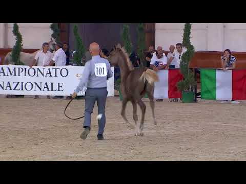 N.101 MAGIC EXCELSA - Italian Nationals 2018 - Futurity Fillies (Class 13)
